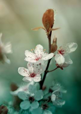 Japanese cherry blossoms