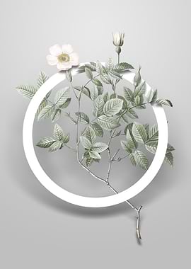 Vintage Rosebush Flower