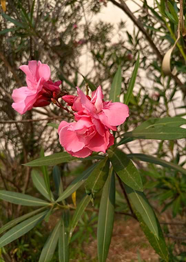 Nerium Oleander