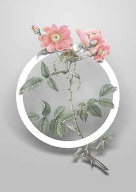 Lady Monson Rose Bloom Art