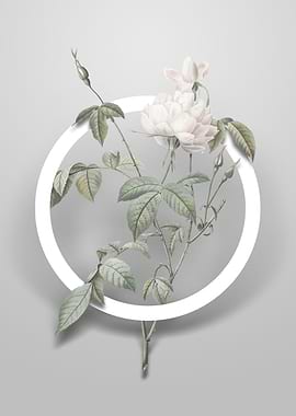 White Bengal Rose Flower