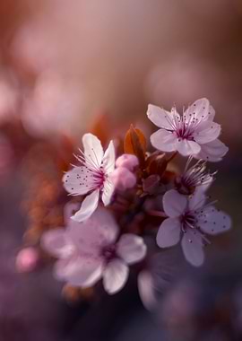 Japanese cherry blossoms
