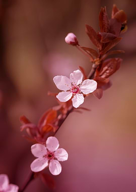 Japanese cherry blossoms