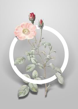 Sparkling Rose Flower Art