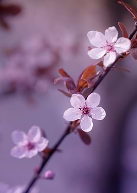 Japanese cherry blossoms