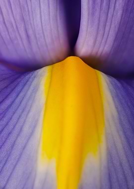 Macro of an iris flower