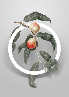 Vintage Peach Flower Art