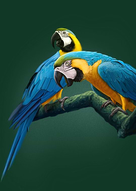 2 macaws
