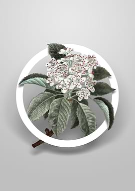 Vintage Shipova Flower Art