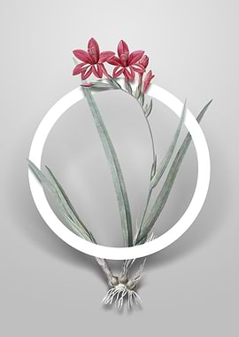 Gladiolus Cardinalis Art