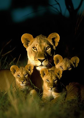 Lioness With Cubs