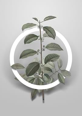 Alder Buckthorn Flower Art