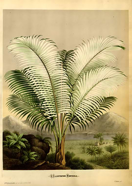 Palm tree