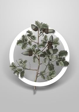 Vintage Kermes Oak Flower