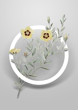 Rosa Persica Flower Circle