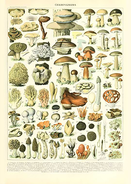 Vintage Mushroom