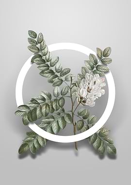 Clammy Locust Flower Art