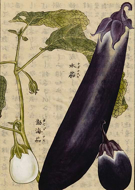 Eggplant illustration