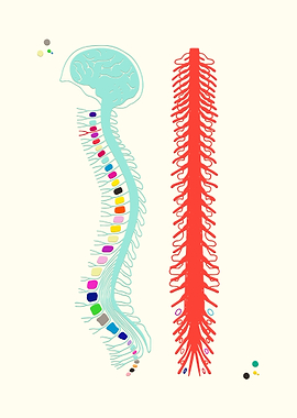 Spine