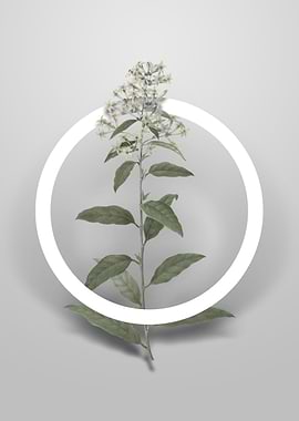 Green Cestrum Flower Art