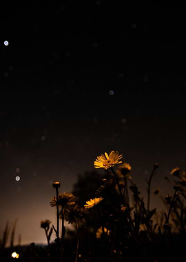 Daisies at Night