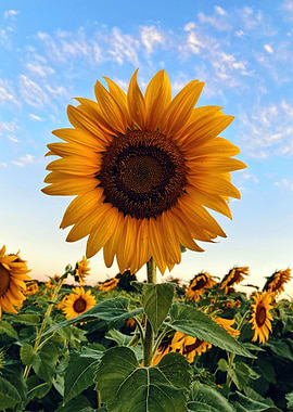 Sunflower at Field Nature