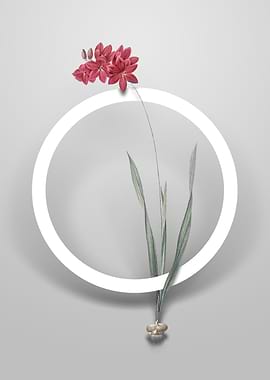 Ixia Filiformis Flower Art