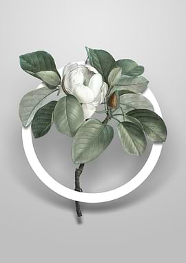 Magnolia Elegans Flower