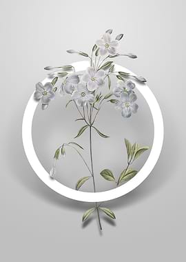 Vintage Phlox Flower Art