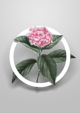 French Hydrangea Flower