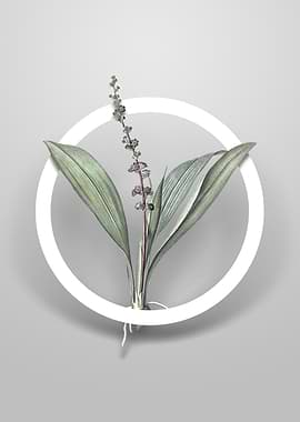 Peliosanthes Teta Flower