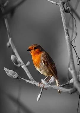 Black And White Robin