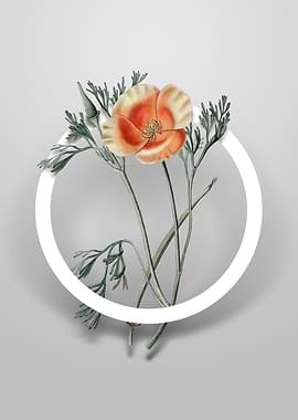 Saffron Eschscholzia Art