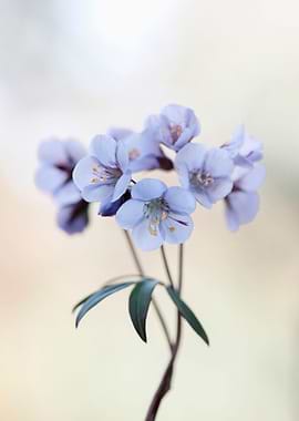 Blue flowers