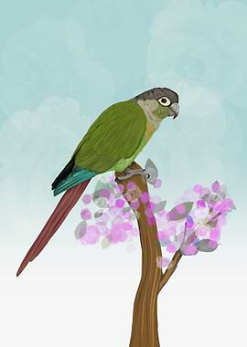 Greencheeked conure