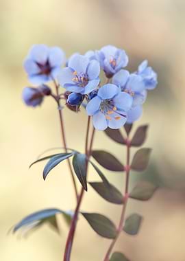 Small blue spring flowers
