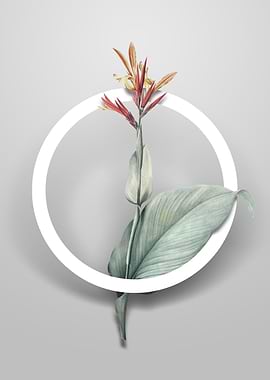 Vintage Indian Shot Flower