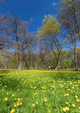 Spring blooming dandelions