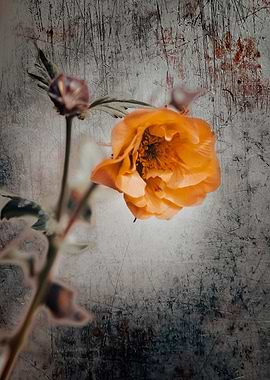 Blooming orange flower