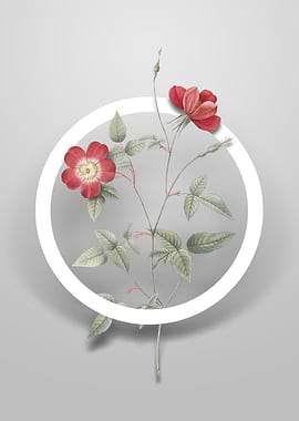 Indica Stelligera Rose Art