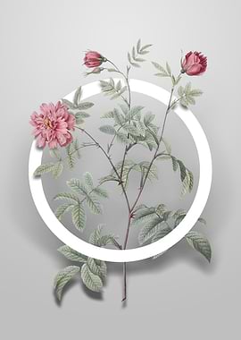 Cinnamon Rose Flower Art