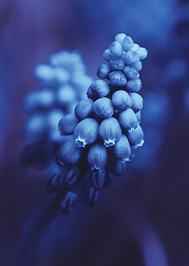 Blues of Spring Flowers