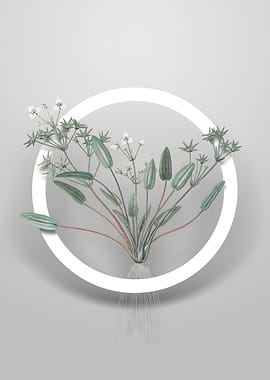 Vintage Starfruit Flower