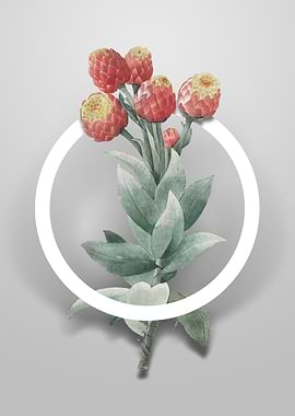 Vintage Cudweeds Flower