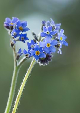 Forget me not flowers