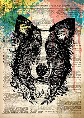 border collie dog art