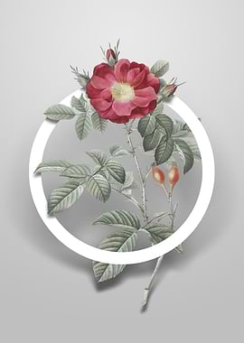 Red Portland Rose Flower