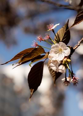sakura flower