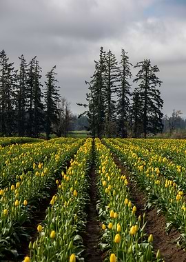 Field of tulips to trees