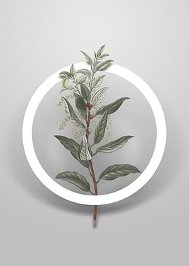 Evergreen Oak Flower Art